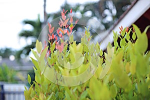 Syzygium australe photo