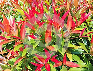 Syzygium campanulatum displays a very charming color