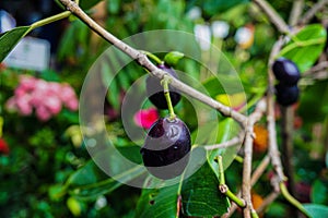 Syzygium cumini, commonly known as Malabar plum, Java plum, or black plum, is an evergreen tropical tree in the flowering plant