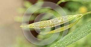 Syzygium cumini or Malabar plum tree leave with water droplets photo