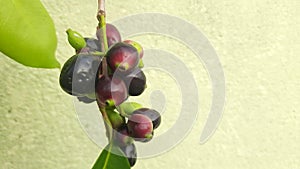 Syzygium cumini fruits.