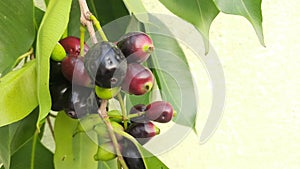 Syzygium cumini fruits.