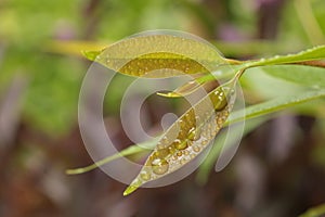 Syzygium cumini or Malabar plum tree leave with water droplets photo