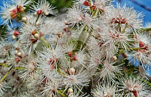 Syzygium formosanum plant with blooming branch tips. This photo was taken on January 12, 2023.