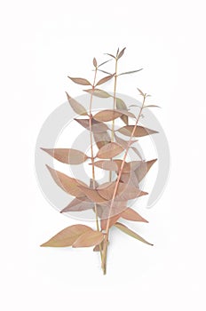 Syzygium gratum leaves.