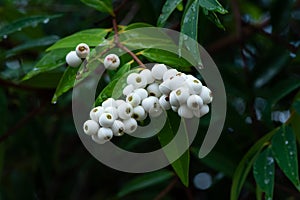 Syzygium gratum Wight S.N.Mitra var. gratum Tree photo