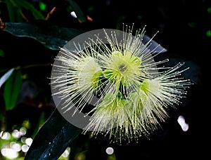 Syzygium jambos blossom