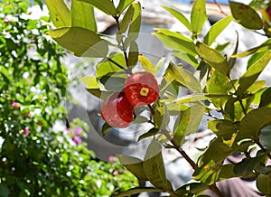 Syzygium jambos known as Rose apple and pomarrosa growing in Vietnam