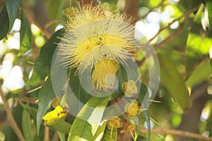 Syzygium jambos, Rose apple, Java apple, Syzygium samarangense