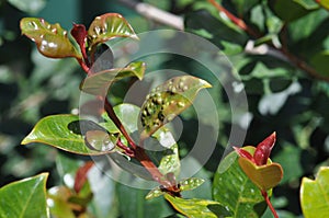 Syzygium leaf infected with psyllid eggs