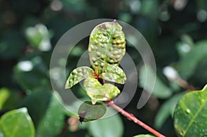 Syzygium leaf with psyllid photo
