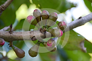 Syzygium malaccense flower