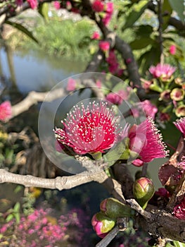 Syzygium malaccense flower in nature garden