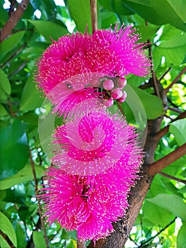 Syzygium malaccense Flowers in Blossom