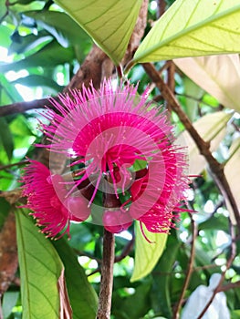 Syzygium malaccense fruits