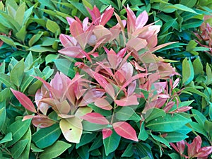 Syzygium Myrtifolium, an ornamental plant known as red shoot leaf.