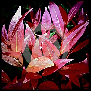 Syzygium myrtifolium are plants that have a bright red color