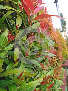 syzygium oleana is one of a shrub plants , it is popular in Indonesia as Pucuk Merah