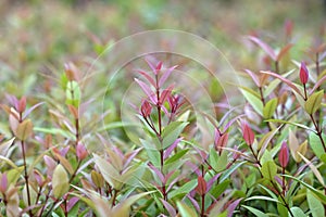 Syzygium oleana : Red shoot photo