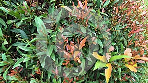 Syzygium oleina in the nature. This plant also Syzygium oleina, pucuk merah, daun pucuk merah