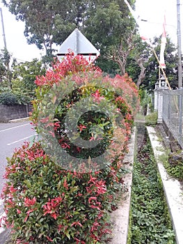 Syzygium oleina planted by the roadside