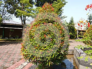 Syzygium paniculatum plant