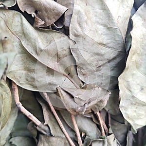 Syzygium polyanthum bay leaf