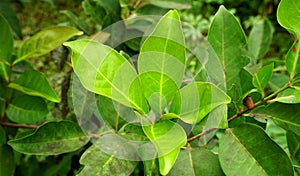 Syzygium polyanthum leaves