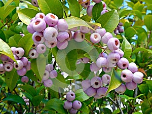 Syzygium smithii (Lilly Pilly)