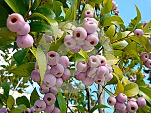 Syzygium smithii (Lilly Pilly) photo