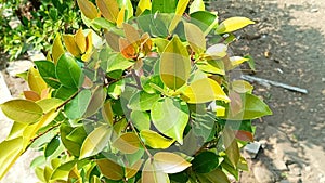 Syzygium smithii Plants