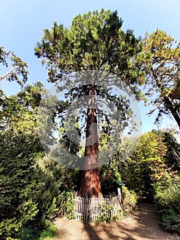 Szarvas, autumn, trees