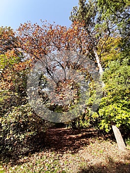 Szarvas, autumn, trees