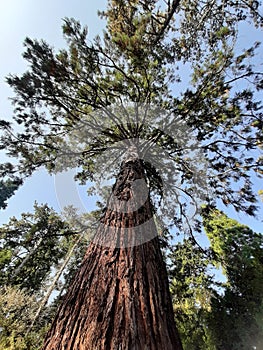 Szarvas, autumn, trees