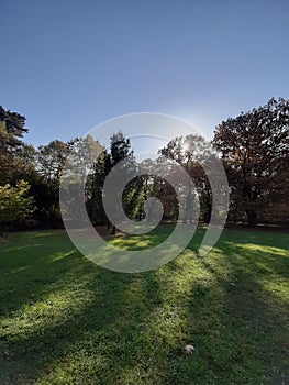 Szarvas, autumn, trees