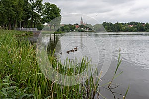 Szczytno, Poland - June 24 2017 - View of the lake located in Szczytno and the flowing family of ducks