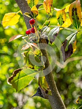 Szechuan pepper tree in my garden, Zanthoxylum piperitum photo