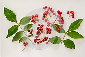 Szechuan pepper, berries and leaves on a white background Zanthoxylum piperitum