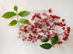 Szechuan pepper, berries and leaves on a white background Zanthoxylum piperitum