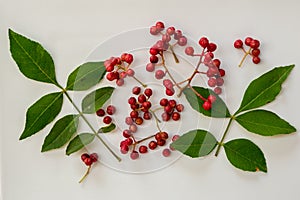 Szechuan pepper, berries and leaves on a white background Zanthoxylum piperitum