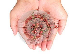 Szechuan pepper in hand