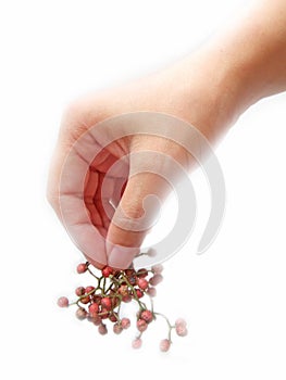 Szechuan pepper in hand