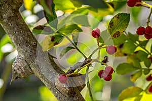 Szechuan pepper tree in my garden, Zanthoxylum piperitum