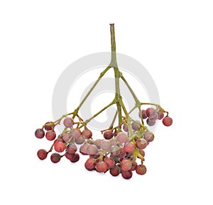 Szechuan pepper (Zanthoxylum piperitum), fruits isolated on whit