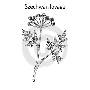 Szechwan lovage ligusticum wallichii , medicinal plant