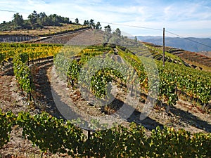 Douro vineyards port wine Portugal photo
