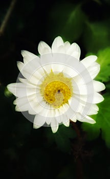 SÃÂ­ngal Flower