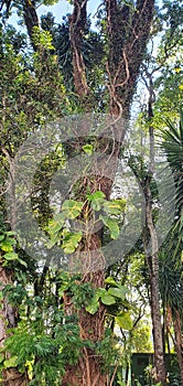 São José dos Campos Garden