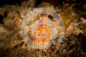 A 'T-bar' Nudibranch - Ceratosoma Tenue