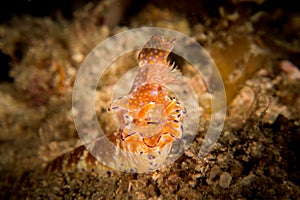 A 'T-bar' Nudibranch - Ceratosoma Tenue photo